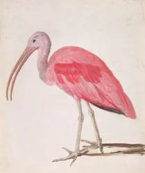 Portrait of a Scarlet Ibis Bird